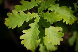 Attēlu rezultāti vaicājumam “Quercus robur leaf”