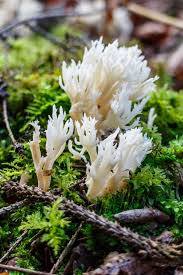 Attēlu rezultāti vaicājumam “Ramariopsis kunzei”