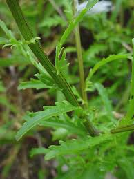Attēlu rezultāti vaicājumam “Leucanthemum vulgare flower”