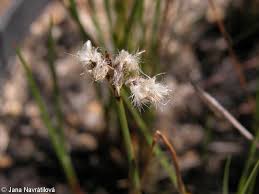 Attēlu rezultāti vaicājumam “Eriophorum gracile fruit”