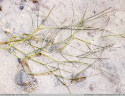 Attēlu rezultāti vaicājumam “Potamogeton trichoides”