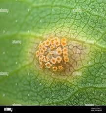 Attēlu rezultāti vaicājumam “Coleosporium sp.”