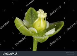 Attēlu rezultāti vaicājumam “Sagina procumbens flower”