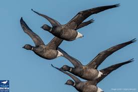 Attēlu rezultāti vaicājumam “Branta bernicla”