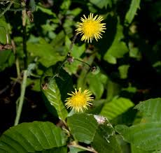 Attēlu rezultāti vaicājumam “Sonchus asper flower”