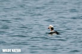 Attēlu rezultāti vaicājumam “Clangula hyemalis”