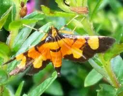 Attēlu rezultāti vaicājumam “Bupalus piniaria male”