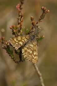 Attēlu rezultāti vaicājumam “Ematurga atomaria”