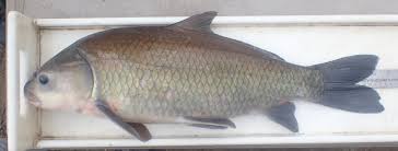 Image result for Ictiobus cyprinellus