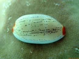 Attēlu rezultāti vaicājumam “Cribraria martinii macro”