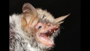 Attēlu rezultāti vaicājumam “Myotis nattereri”