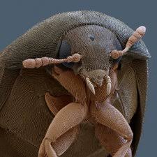 Attēlu rezultāti vaicājumam “Attagenus smirnovi”