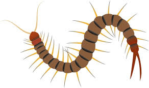 Attēlu rezultāti vaicājumam “Chilopoda”