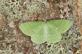 Attēlu rezultāti vaicājumam “Geometra papilionaria”