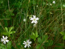 Attēlu rezultāti vaicājumam “Stellaria graminea”