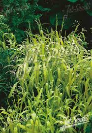 Attēlu rezultāti vaicājumam “Milium effusum flower”