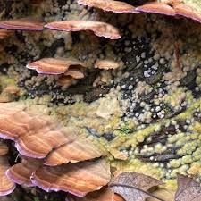 Attēlu rezultāti vaicājumam “Polyporus tubaeformis”