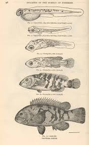 Image result for Tautoga onitis