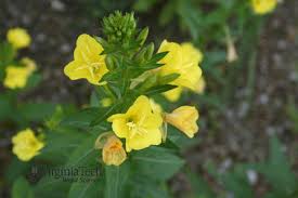 Attēlu rezultāti vaicājumam “Oenothera biennis bud”