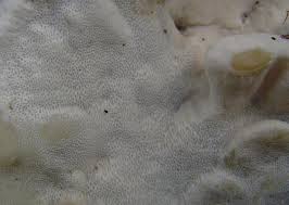 Attēlu rezultāti vaicājumam “Skeletocutis nivea”