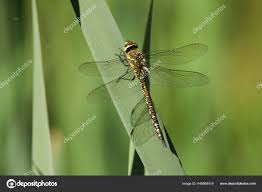 Attēlu rezultāti vaicājumam “Aeshna mixta female”