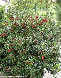 Attēlu rezultāti vaicājumam “Ilex x meserveae”