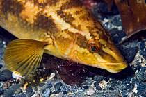 Image result for Labrus bergylta