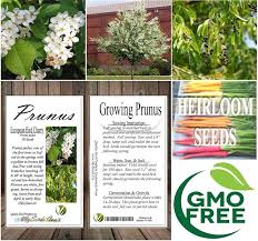 Attēlu rezultāti vaicājumam “Prunus (bird-cherry tree)”