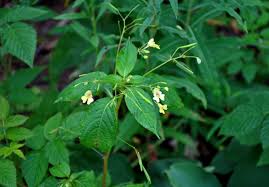 Attēlu rezultāti vaicājumam “Impatiens parviflora”
