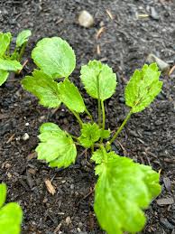 Attēlu rezultāti vaicājumam “Ranunculus elatior leaf”