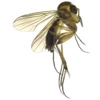 Attēlu rezultāti vaicājumam “Phronia sp.”