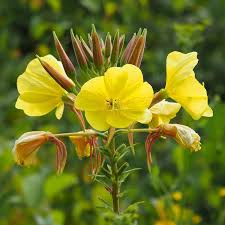 Attēlu rezultāti vaicājumam “Oenothera biennis fruit”