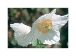 Image result for Meconopsis betonicifolia alba