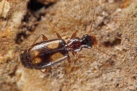 Attēlu rezultāti vaicājumam “Calodromius spilotus”