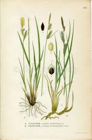 Attēlu rezultāti vaicājumam “Carex cespitosa”