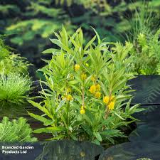 Attēlu rezultāti vaicājumam “Lysimachia thyrsiflora”