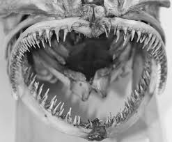 Image result for Merluccius merluccius