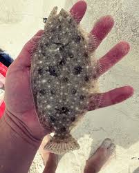 Image result for Paralichthys albigutta