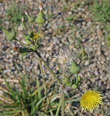 Attēlu rezultāti vaicājumam “Sonchus asper flower”