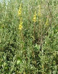 Attēlu rezultāti vaicājumam “Ligularia sibirica”