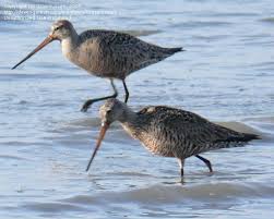 Image result for Limosa haemastica