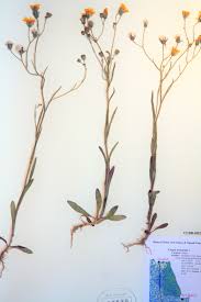 Attēlu rezultāti vaicājumam “Crepis tectorum fruit”