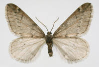 Attēlu rezultāti vaicājumam “Alsophila aescularia”