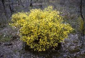 Attēlu rezultāti vaicājumam “Dianemataceae”