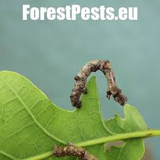 Attēlu rezultāti vaicājumam “Ennomos erosaria”