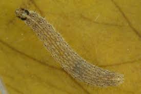 Attēlu rezultāti vaicājumam “Chimabachidae”