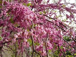 Attēlu rezultāti vaicājumam “Cercis siliquastrum”