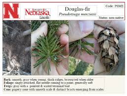 Attēlu rezultāti vaicājumam “Pseudotsuga menziesii”