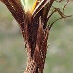 Attēlu rezultāti vaicājumam “Carex caryophyllea fruit”