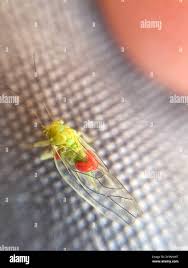 Attēlu rezultāti vaicājumam “Psylla alni”